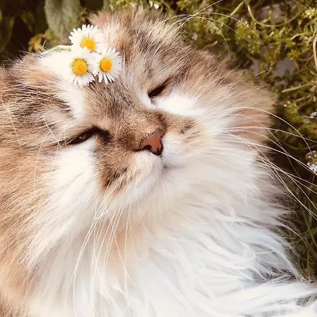 Emmerglueck Apartament