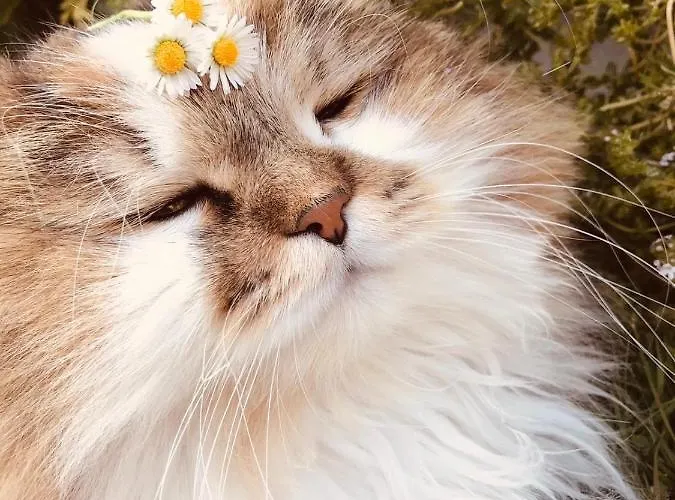 Emmerglueck Appartement